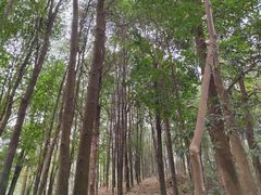 -广州市帽峰山景区