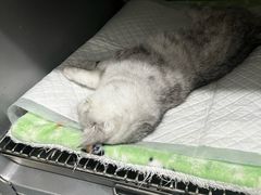 -派特宠物医院(圆融广场店)