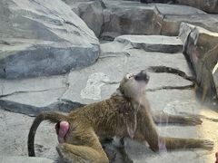 -武汉动物园