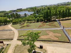 -杭州湾海上花田景区