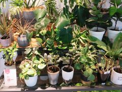 -The Green Party(嘉里中心店)