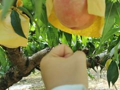 -老袁家蜜桃农场·阳山水蜜桃