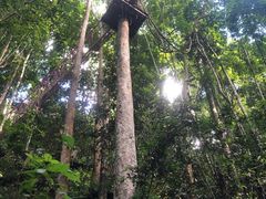 -西双版纳原始森林公园