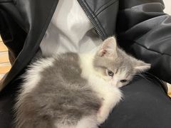 -楼上猫咖(罗湖店)