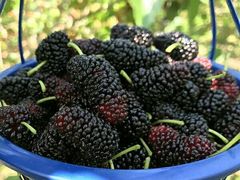 -百果园PAGODA(玄武成贤街店)