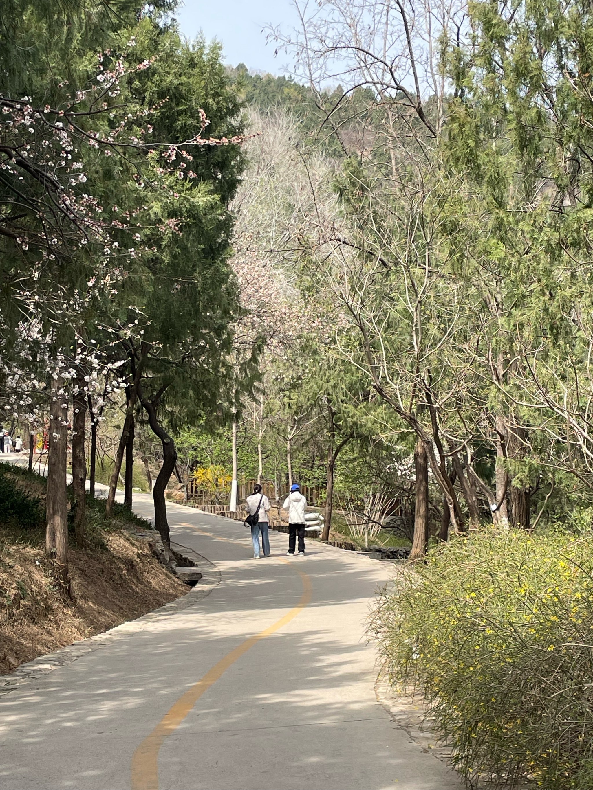 百望山公园一夜之间开了好多不同的花啊