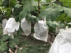 -马陆小张葡萄园农家乐