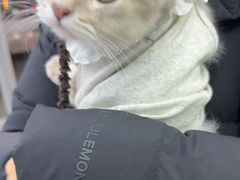 -全心全意连锁动物医院·微创中心·内科急重症·心脏专科(丰管路店)