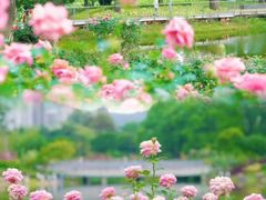 -香蜜公园