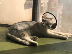 -猫猫幼稚园·撸猫·桌游·电玩