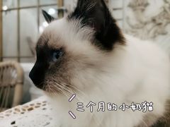 -共舞时光猫咖·狗咖(新街口店)