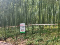 -黄海国家森林公园