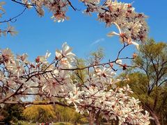 -上海共青森林公园