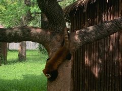 -合肥野生动物园