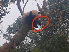 -都江堰中华大熊猫苑
