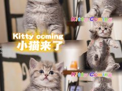-小猫来了·猫舍(红山六九七九店)