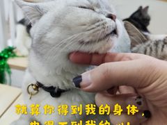 -李小姐の猫咖啡馆(五角场店)