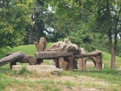 -北京野生动物园