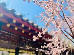 -桃花堤公园