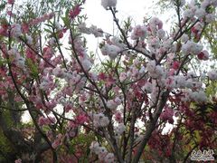 -南汇桃花村