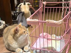 -逗柴咖啡屋·狗咖猫咖宠物桌游