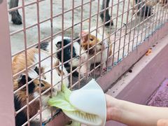 -深圳野生动物园