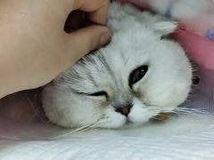 -中农国际动物医院24小时·猫科·骨科·急重症中心