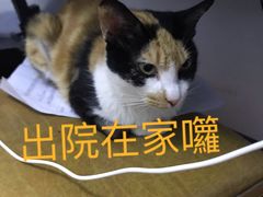 -爱诺耐芙动物医院(万博店)