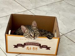 -美联众合动物医院·24h转诊中心