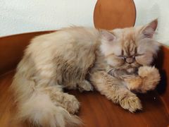 -more than meow吴止猫主题餐厅(承德 中船汇店)