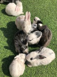 -萌宠亲子动物乐园(槐房万达店)