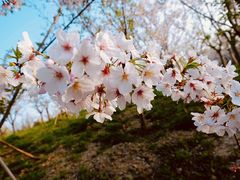 -大宁郁金香公园-停车场