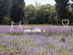 -北京东方普罗旺斯薰衣草庄园