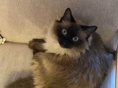 -有猫儿腻咖啡厅.猫咖