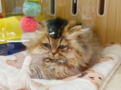 -momokira米努特·德文卷毛猫·棉花面纱犬
