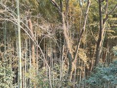 -上海佘山国家森林公园天马山园