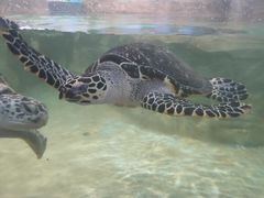 -石家庄海洋公园