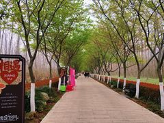 -合肥滨湖国家森林公园