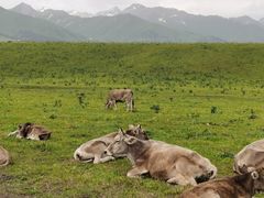 -新疆那拉提国家旅游度假区