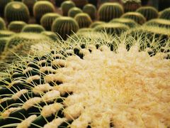 -南山植物园