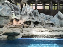 -帝企鹅自助餐厅•儿童岛•真企鹅(长隆企鹅酒店)