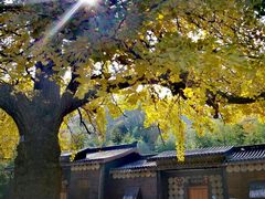 -千年银杏谷文化旅游区