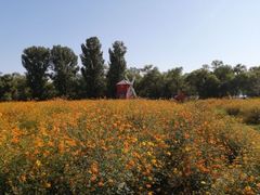 -北京东方普罗旺斯薰衣草庄园