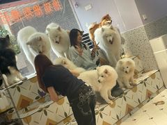 -毛绒耶耶撸宠馆·猫咖·狗咖·荷兰猪咖
