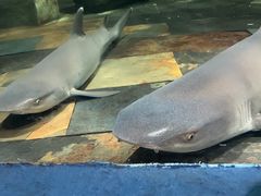 -梦幻海洋王国(吾悦广场张家港店)