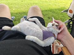 -山宅一喵德文卷毛猫舍