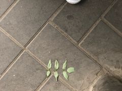 -VOYAGE COFFEE(北锣鼓巷店)