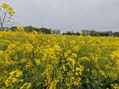 -西京湾花海
