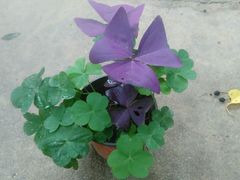 android_upload_pic-柳沟豆腐宴69号福豆堂