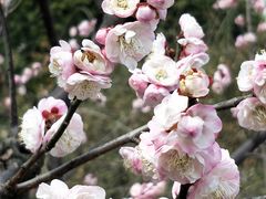 -新虹桥中心花园